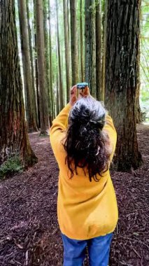 Nefes kesici simetri ile gökyüzüne doğru yükselen çarpıcı sekoya ağaçlarında bir kadın Büyük Okyanus Yolu, Avustralya, doğal güzelliği ve sakin orman atmosferini sergiliyor..