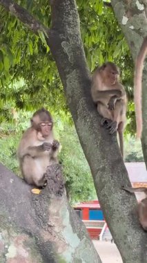 Bir grup maymun yemyeşil bir ağaçta, doğal davranışlarını sergiliyorlar. Huzurlu sahne, çevresindeki vahşi yaşamın güzelliğini ve sükunetini vurgular.