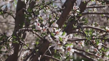 İspanya 'nın Toledo şehrinde çiçek açmış bir ağacın üzerinde badem çiçeğini dölleyen bir arı görüntüsü..