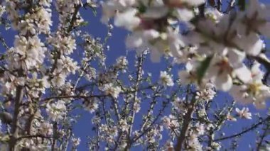 Toledo 'nun tarlalarında gerçek zamanlı olarak çekilen çiçek açan badem ağaçları, açık mavi gökyüzüne karşı canlı çiçekleri sergiliyor..
