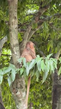 Bir maymun, yoğun yeşil yapraklarla çevrili bir ağaç dalına rahatça tüneyerek ellerini yemek için kullanır ve tropikal bir orman ortamında sakince çevresini gözlemler.