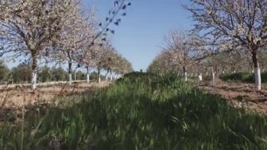Toledo 'daki bir badem bahçesinde bitki öldürücü spreyden korunmak için gövdelerinin etrafına beyaz koruyucu örtüler sarılmış çiçek açan ağaçlar sergilenir..