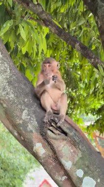 Meraklı bir maymun, bir şey yerken yemyeşil bitki örtüsünün ortasında bir ağaç dalına tünemiş. Uyanık bakışları ve sakin duruşu çevikliğini ve doğal çevreyle olan bağlantısını vurgular.