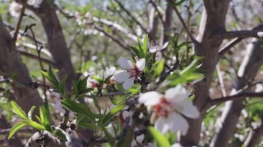 İspanya 'nın Toledo kentinde baharda açmakta olan bir ağaç dalında yakın plan badem çiçekleri..
