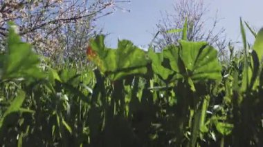 Toledo 'da çiçek açan badem ağaçları ve ot ilaçlarına karşı korunmak için tasarlanmış beyaz bagaj koruyucuları. Ağaçlar, modern yoğun tarım uygulamalarını gösteren düzenli sıralar halinde dizilmiştir..