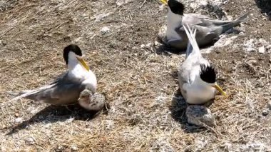 Avustralya 'daki Phillip Adası' nın kumlu arazisinde yuva yapan bir grup kırlangıç. Yetişkin kırlangıçlar yavrularını doğal ortamlarında izlerken huzurlu anı yakalıyorlar..