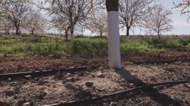 Çiçek açmış badem ağaçları, Toledo 'daki yoğun tarım alanlarının ortasında bitki öldürücü spreylerden korunmak için gövdelerindeki beyaz muhafızlar tarafından korunuyor..