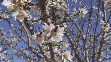İspanya 'nın Toledo şehrinde bir ağacın üzerinde bir arının, bir badem çiçeğini döllediği yakın plan görüntüsü. Yumuşak güneş ışığı ve mavi gökyüzü canlı bir ilkbahar tarım manzarası yaratır.