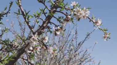 İspanya 'nın Toledo şehrinde bir ağacın üzerinde bir arının, bir badem çiçeğini döllediği yakın plan görüntüsü. Yumuşak güneş ışığı ve mavi gökyüzü canlı bir ilkbahar tarım manzarası yaratır.