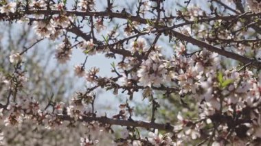 İspanya 'nın Toledo kentinde baharda açmakta olan bir ağaç dalında yakın plan badem çiçekleri..