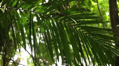 Palmiye ağacında tropik yapraklar, yakın.