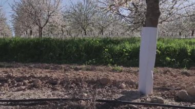 Çiçek açmış badem ağaçları, Toledo 'daki yoğun tarım alanlarının ortasında bitki öldürücü spreylerden korunmak için gövdelerindeki beyaz muhafızlar tarafından korunuyor..