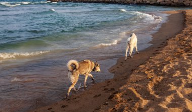 Köpekler arka planda hafif dalgalarla kumlu bir sahil boyunca eğlenirler. Güneş sıcak, davetkar bir atmosfer yaratıyor, deniz kıyısındaki günün neşesini ve özgürlüğünü yakalıyor..