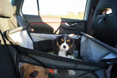 Küçük bir köpek yavrusu güvenli bir hayvan taşıyıcısı ile arabada rahatça oturur. Yavru köpeğin yanında pelüş bir oyuncak görülebilir. Evcil hayvan için eğlenceli ve güvenli bir yolculuk sağlar.