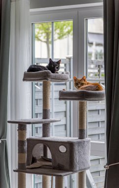 İki kedi, parlak bir pencerenin yanındaki uzun bir kedi ağacına uzanıp güneşin tadını çıkarıyorlar. Konforlu ortam rahatlama ve oyun saatleri için mükemmel, sakin bir atmosfer yaratıyor.