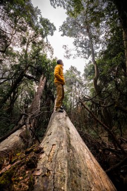 Sarı ceketli bir kişi sık bir ormanda büyük bir devrilmiş ağacın üzerinde duruyor. Uzun ağaçlar ve engebeli manzaralar macera ve keşif hissi yaratıyor..