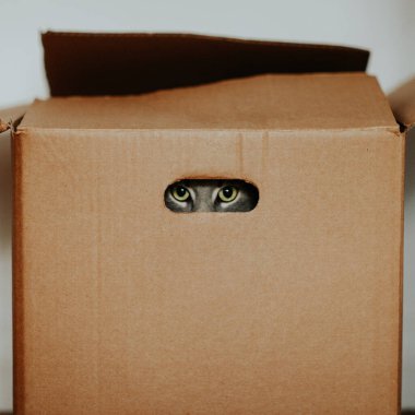 Meraklı bir kedi, rahat bir karton kutunun içinden parlak gözlerle dışarı bakar. Kedi açılıştan bakar, oyunculuk ve merakın bir resmini yaratır.