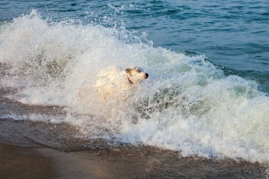 Neşeli bir köpek, kumlu bir kumsalda okyanus dalgalarının arasından neşeyle atlıyor. Deniz kenarında yaz eğlencesinin ve maceranın mükemmel bir anını yakalıyor..