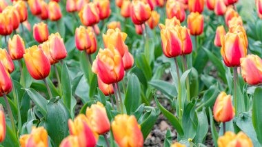 Canlı turuncu ve sarı lalelerle dolu yemyeşil bir bahçe. Taze yeşil yapraklar ve parlak yapraklar, doğa meraklıları için mükemmel bir bahar sahnesi yaratır..