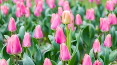 Çiçekli pembe lalelerden oluşan verimli bir tarla canlı renkler ve taze yeşilliklerle baharın özünü yakalıyor. Doğa, güzellik ve yenilenme temaları için mükemmel..