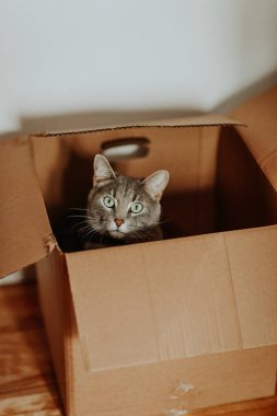 Parlak yeşil gözlü meraklı bir kedi bir karton kutudan dışarı bakıyor. Sıcak kahverengi kutu, kedinin yumuşak kürküyle çelişiyor ve sevimli ve eğlenceli bir sahne yaratıyor.