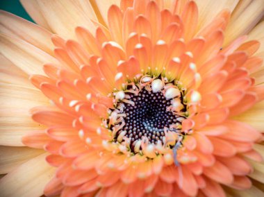 Bir gerbera papatyasının detaylı bir yakın çekimi canlı portakal yapraklarını ve karmaşık merkezini sergiliyor, bu popüler bahçe çiçeğinin doğal güzelliğini ve karmaşık desenlerini vurguluyor..