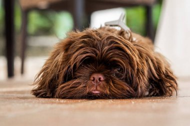 Uzun kürklü kahverengi bir köpek yerde yatıyor ve üzgün bir ifadeyle doğrudan kameraya bakıyor..