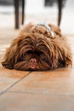 Tüylü tüylü kahverengi küçük bir köpek açık turuncu fayanslı bir zemine uzanır ve gözlerinde hafif bir yansımayla doğrudan kameraya bakar. Köpeğin ifadesi sakin ve dikkatli görünüyor..