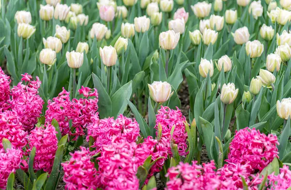 Canlı bahçe sahnesi, çiçek açan pembe inci sümbüller ve yumuşak krem laleler. Çiçekler, ilkbaharın güzelliğini ve yenilenmesini sembolize eden çarpıcı bir görsel zıtlık yaratır..