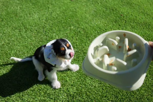 Yumuşak bir snood giyen sevimli Kral Charles Spaniel yavrusu güneşli bir günde yavaş beslenen bir kaseden fıstık ezmesi yedikten sonra dudaklarını yalıyor. Evcil hayvanlar için dikkatli beslenmeyi teşvik etmek için ideal.