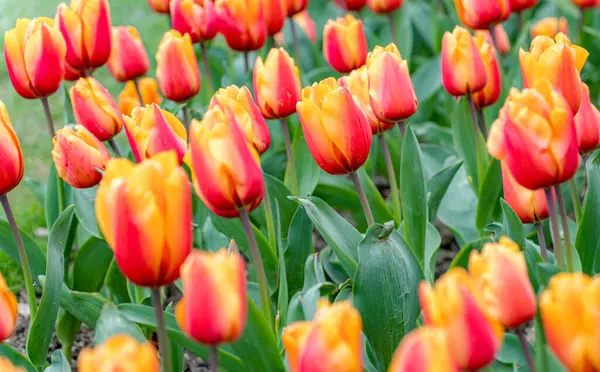 Kırmızı ve sarı lalelerin canlı bir şekilde sergilenmesi baharın güzelliğini gözler önüne seriyor. Yemyeşil yapraklar canlı çiçekli renkleri tamamlıyor, tazelik katıyor..