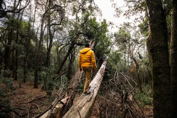 Sarı ceketli bir kişi sık ve gür bir ormanda, yüksek ağaçlar ve yapraklarla çevrili bir ağaçta yürür. Sahne macera ve keşif duygusunu yakalar..