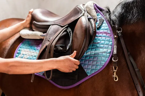 Eller, atı antrenman seansına hazırlarken atın renkli semer pedine kahverengi bir eyer takar. Yakın plan görüntüde ekipman ayrıntıları vurgulanır.