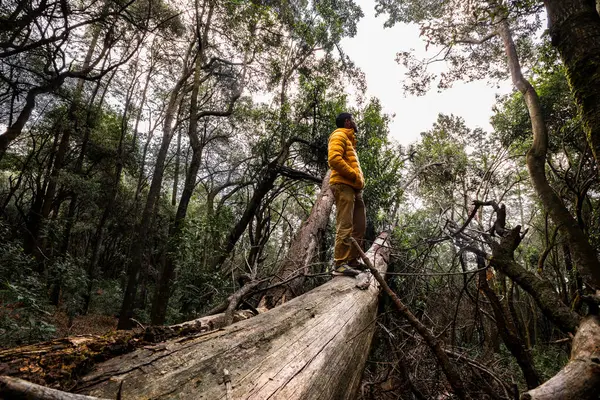 Sarı ceketli bir maceracı sık ormandaki devrilmiş bir ağaçta duruyor. Etrafını saran ağaçlar, sakin ve doğal bir ortam yaratıyor. Gözlem için mükemmel bir yer..