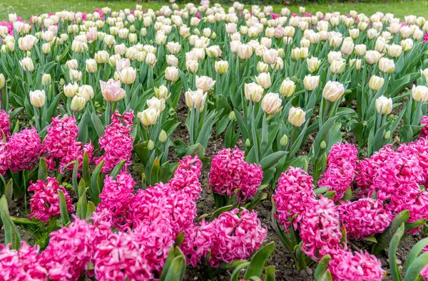 Bahçede açan pembe sümbüllerin ve beyaz lalelerin canlı görüntüsü. Renkli sahne, berrak bir gökyüzü altında yemyeşil ve çiçek bolluğuyla baharın özünü yakalar..