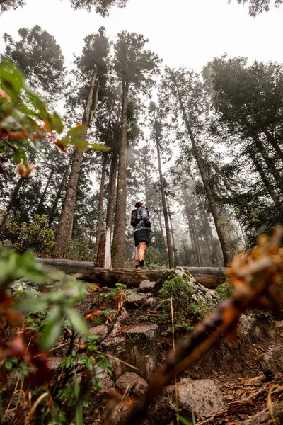 Desierto de los Leones, Meksika 'da sisli bir ormanda yürüyen tanınmayan bir yürüyüşçünün alçak açılı görüntüsü. Bu resim doğadaki macera ve keşifleri tasvir ediyor..