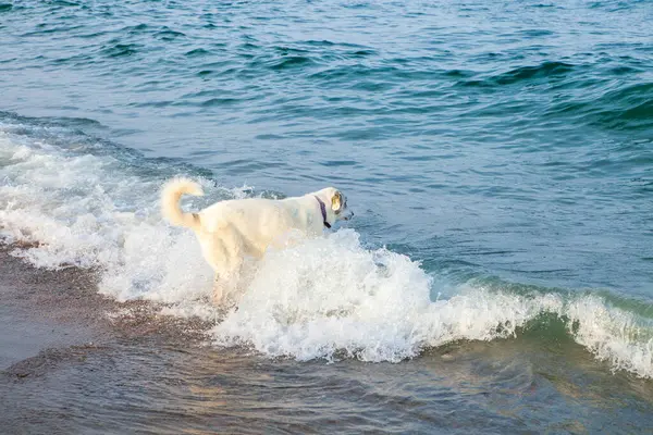 Beyaz bir köpek kumsalda hafif okyanus dalgalarında oynaşıyor, deniz kenarında neşeli bir yaz gününün özünü yakalıyor. Doğa, eğlence ve eğlence için mükemmel bir tema..