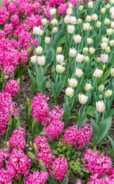 Pembe sümbüllerle ve çiçek açmış beyaz lalelerle dolu canlı bir bahçe. Bu sahne, doğanın güzelliğini zıt renkler ve ilkbaharda yemyeşil bir ortam ile yakalar..