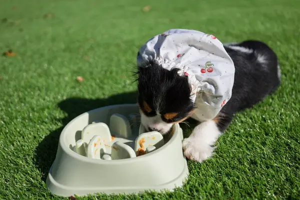Tatlı Kral Charles, güneşli bir günde yeşil, yavaş beslenen birinden fıstık ezmesinin tadını çıkarıyor. Yavru köpek şirin bir başlık takıyor, neşeli doğasını vurguluyor.