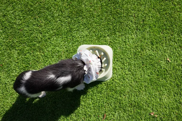 Sevimli Kral Charles köpek yavrusu, yemyeşil çimlerde yavaş beslenen kremalı fıstık ezmesiyle şımarır. Atıştırma zamanındaki eğlenceli, eğlenceli anın mükemmel tasviri