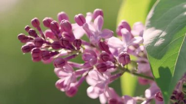 Canlı bir leylak çiçeğinin yakın çekimi bahar güneşinde güneşlenen, bulanık yeşil bir arka planı olan, dingin ve çiçek açan bir doğa sahnesinin özünü yakalıyor.