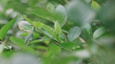 Canlı yeşil yaprakların yakın plan doğal ortamda, baharın özünü yakalıyor. Yumuşak odak derinlik ekler, sahnenin tazeliğini vurgular