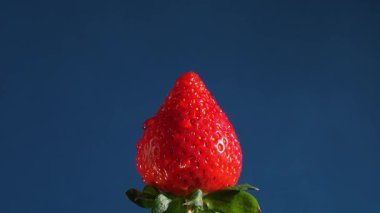 Yüzeyine su damlacıkları dökülen taze, olgun bir çilek temiz, mavi bir arkaplana karşı ferahlatıcı ve iştah açıcı bir görüntü oluşturur.