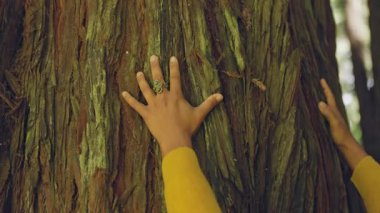 Sarı kazaklı bir kadın Avustralya 'daki Büyük Okyanus Yolu boyunca uzanan sakin bir ormanda dev bir ağaca dokunuyor. Güneş ışığı uzun ve görkemli ağaçların arasından süzülür.