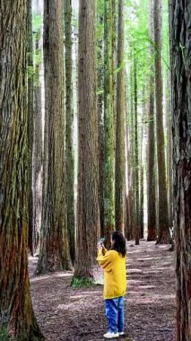 Avustralya 'daki Büyük Okyanus Yolu' nun bir parçası olan görkemli Otway Redwood Ormanı 'nı keşfeden bir kadın. Yükselen kızılağaç ağaçlarının güzelliğini yakalıyor.