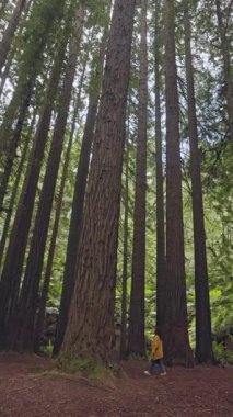 Avustralya 'nın Büyük Okyanus Yolu' ndaki Otway Redwood Ormanı 'nın yüksek kızılağaçları arasında bir kadın orman yolunda yürüyor. Bereketli yeşil gölgelik ve uzun ağaçlar korku ve sükunet hissi yaratıyor.