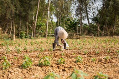 Tanınmayan yaşlı Vietnamlı adam tarlada sebze ekerek çömeldi.