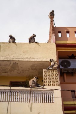 Hindistan, Pushkar köyündeki binaların tepesindeki bir grup maymun.