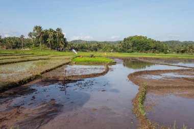 Arka planda çalışan çiftçilerin olduğu yeşil pirinç tarlaları suyla doldu.