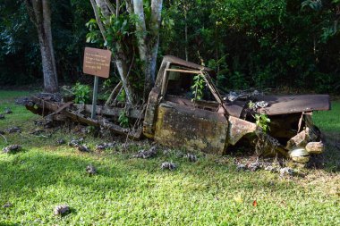 Terk Edilmiş Kamyon Tropikal Ormandaki Bitkiler Tarlasına Edilmiş